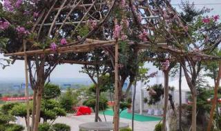 惬意的庄园生活